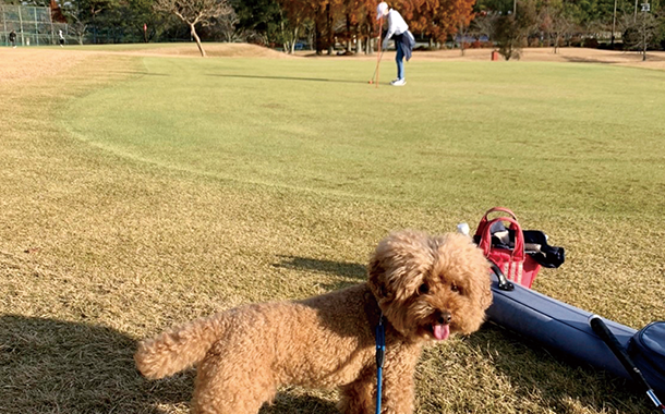 愛犬とゴルフをする香川教授