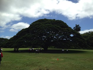 20160901_Hawaii-B24.jpg