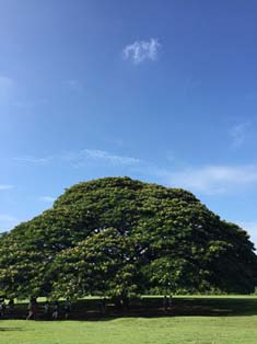 20171101_Hawaii-B05.JPG