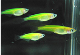 蛍光タンパク質GFPで筋肉を可視化したメダカ