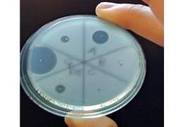 抗菌活性の評価