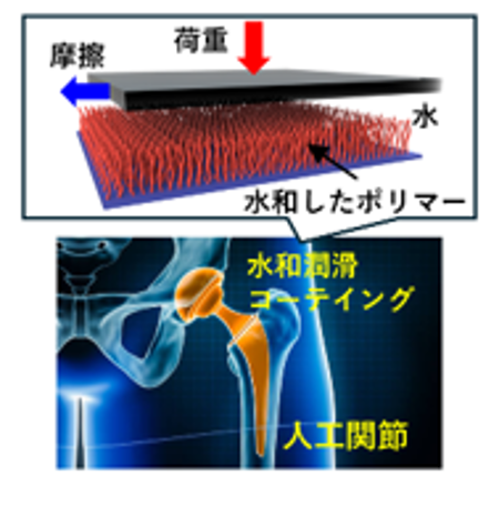 水を利用した摩擦低減メカニズムの研究とその応用例（人工関節）