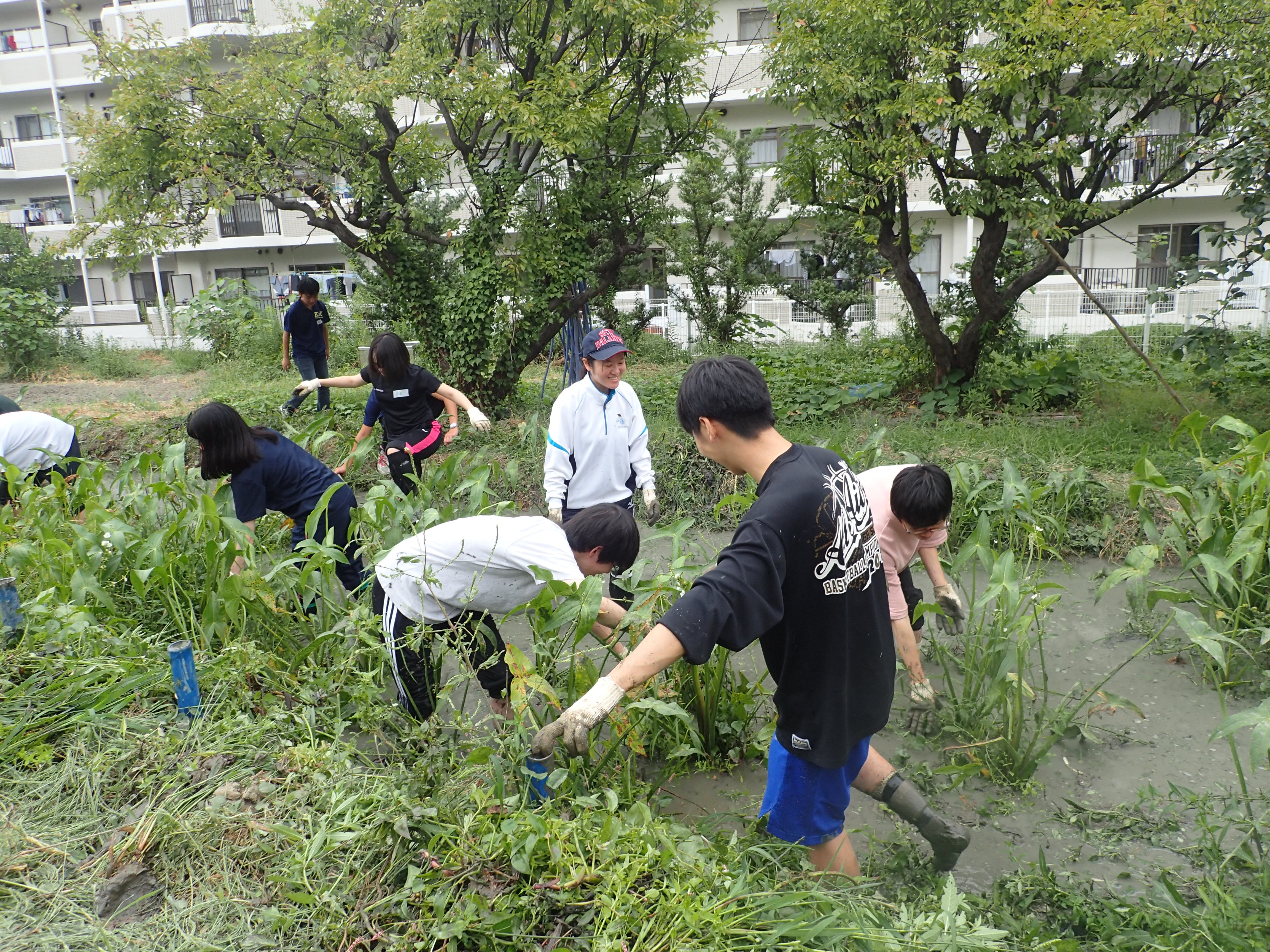 くわい除草 (4).JPG