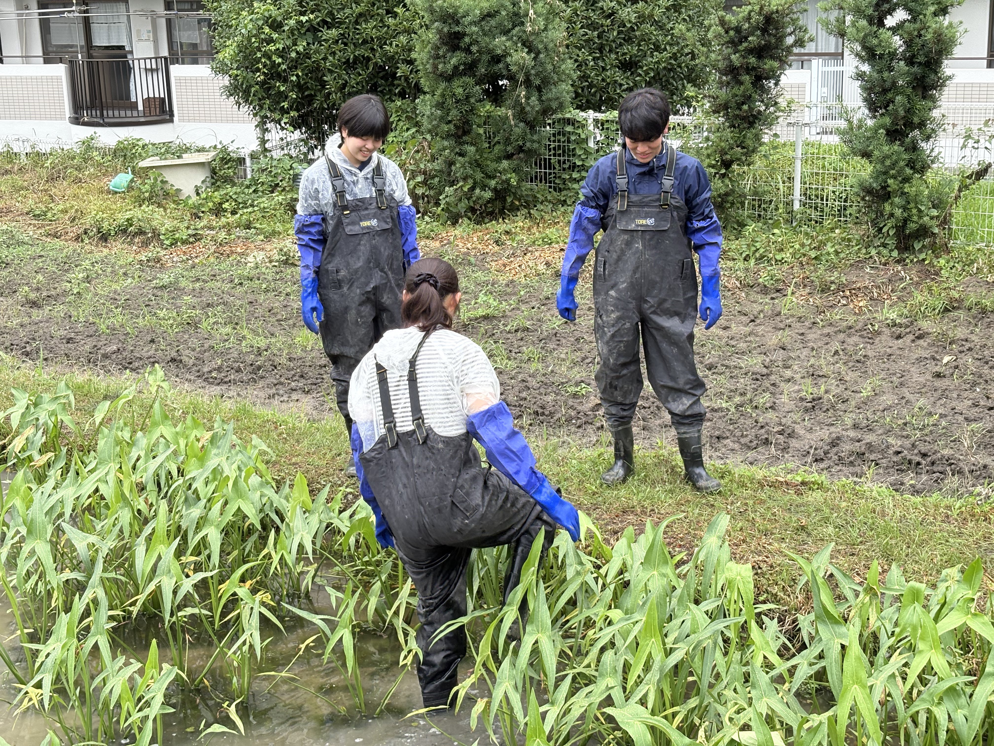くわい植え付け③.jpg