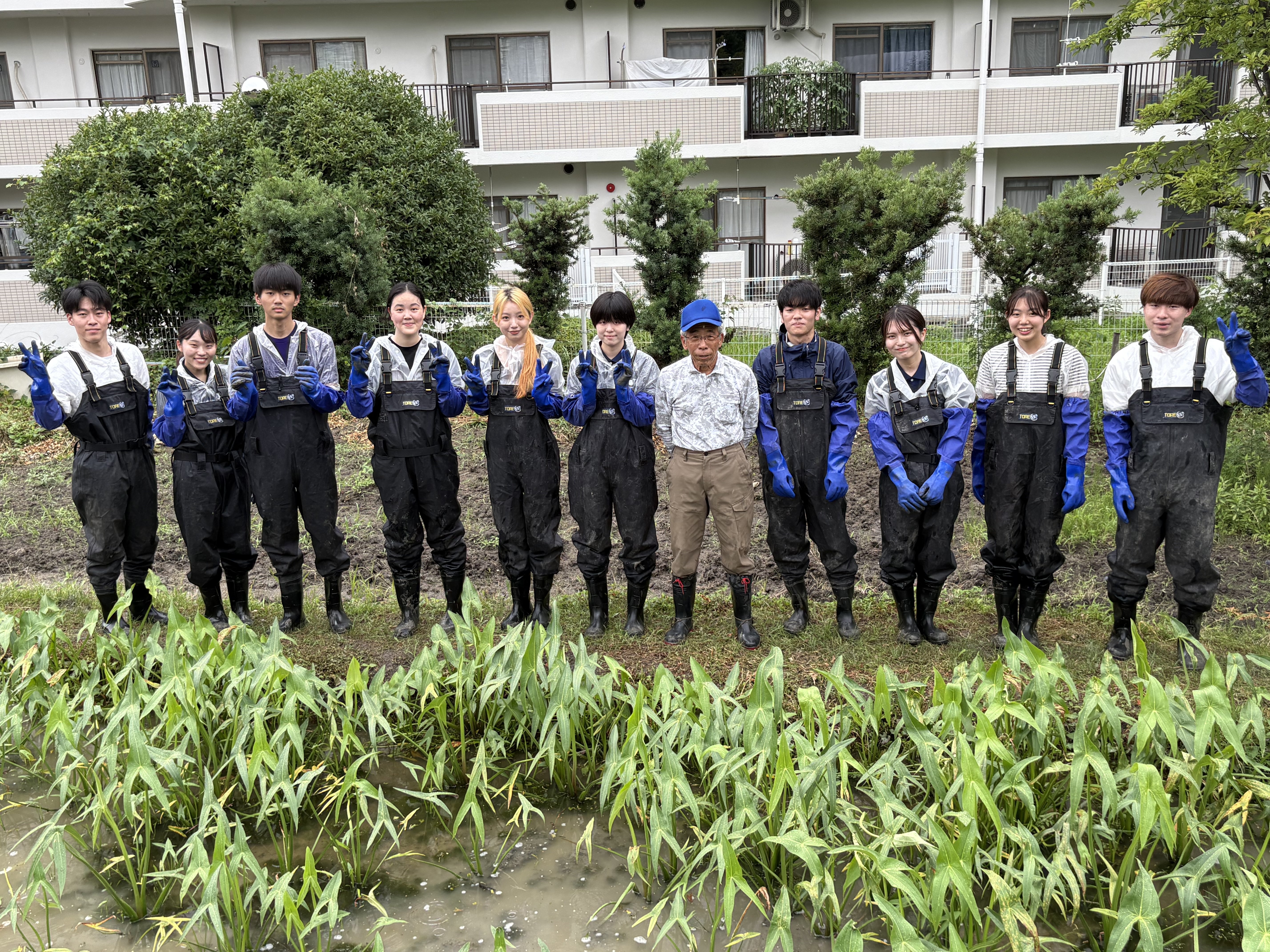 くわい植え付け①.jpg
