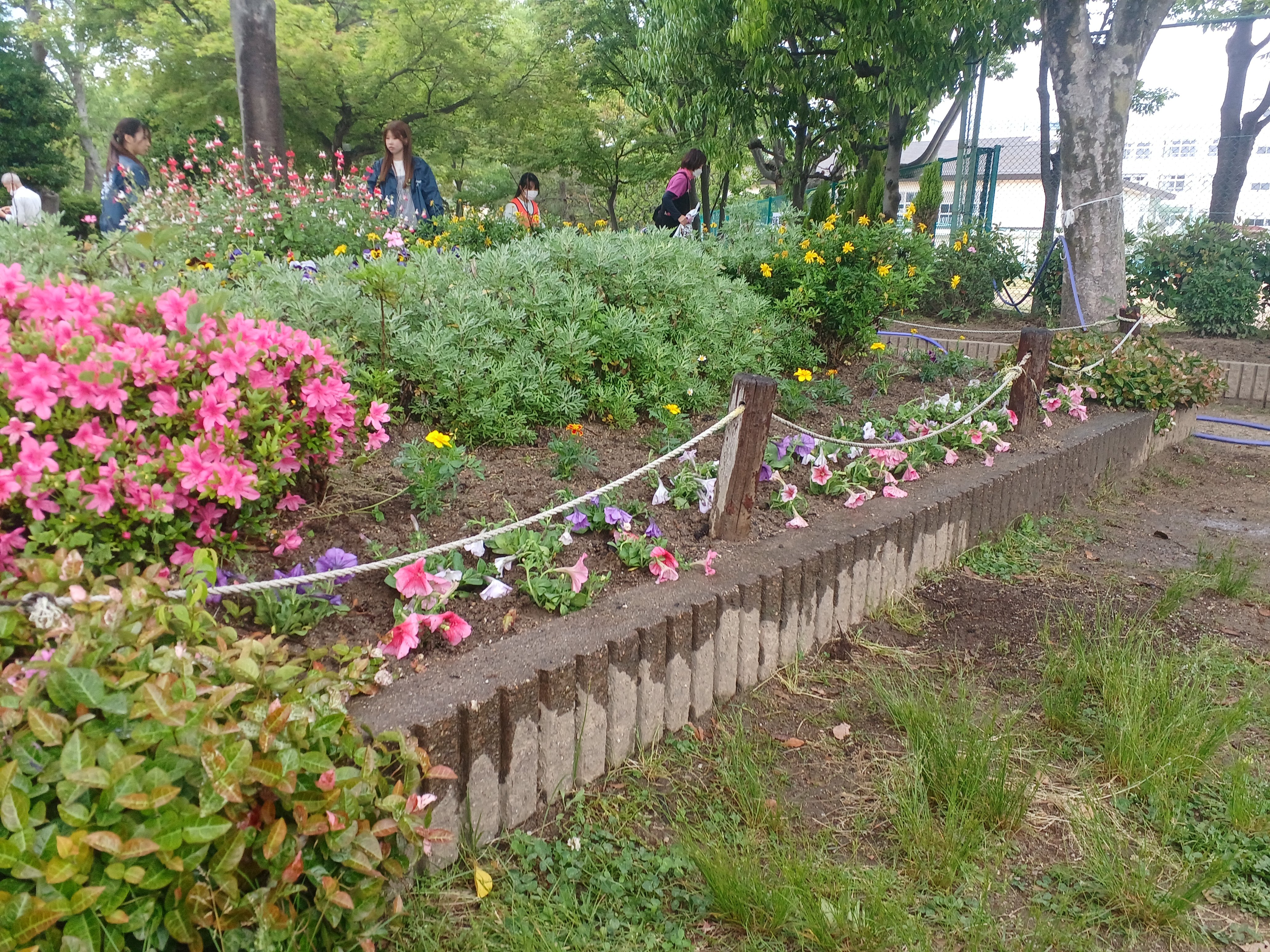 0511高槻景観美化 (2).jpg