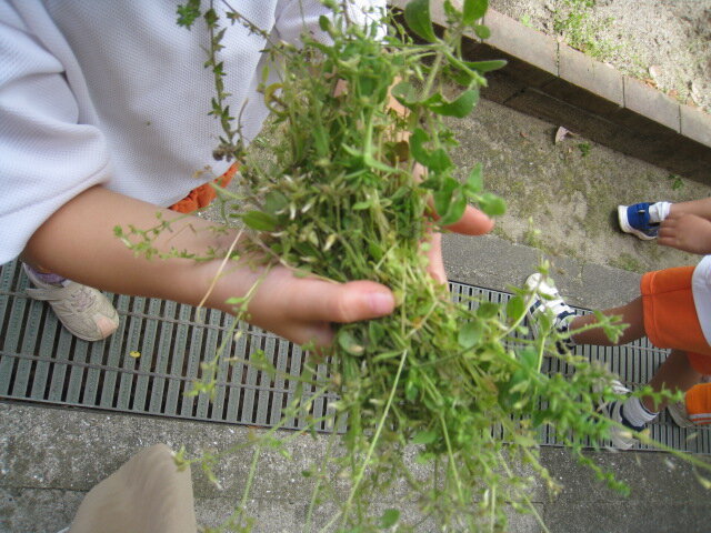 雑草.JPG