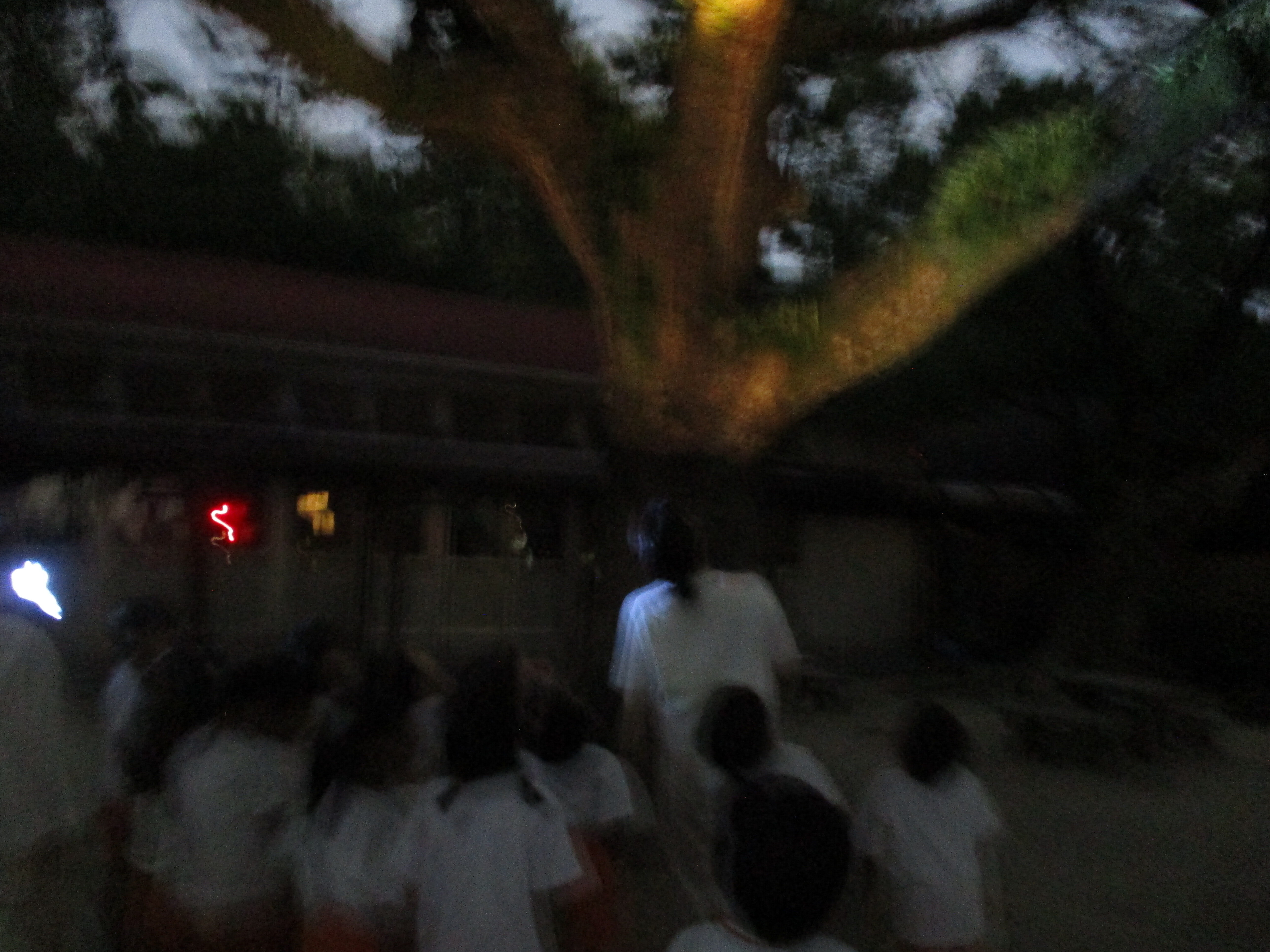 夜のせみ.JPG