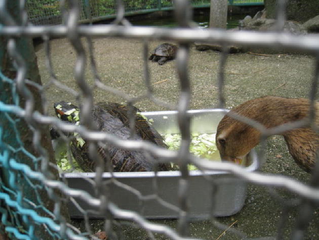 これまでの出来事 詳細 関西大学幼稚園